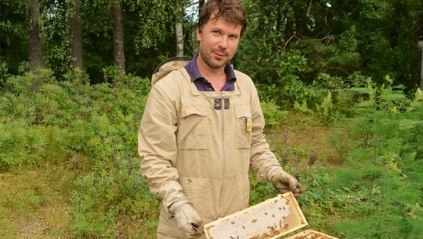 OÜd Mesiveski juhtival mesinikul Siim Õunapil on hooajal veidi üle 300 tootva mesilaspere. Peale selle veel paarumis- ja idupered. Foto: OÜ MESIVESKI 